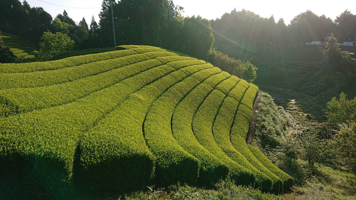 宇治煎茶やぶきた