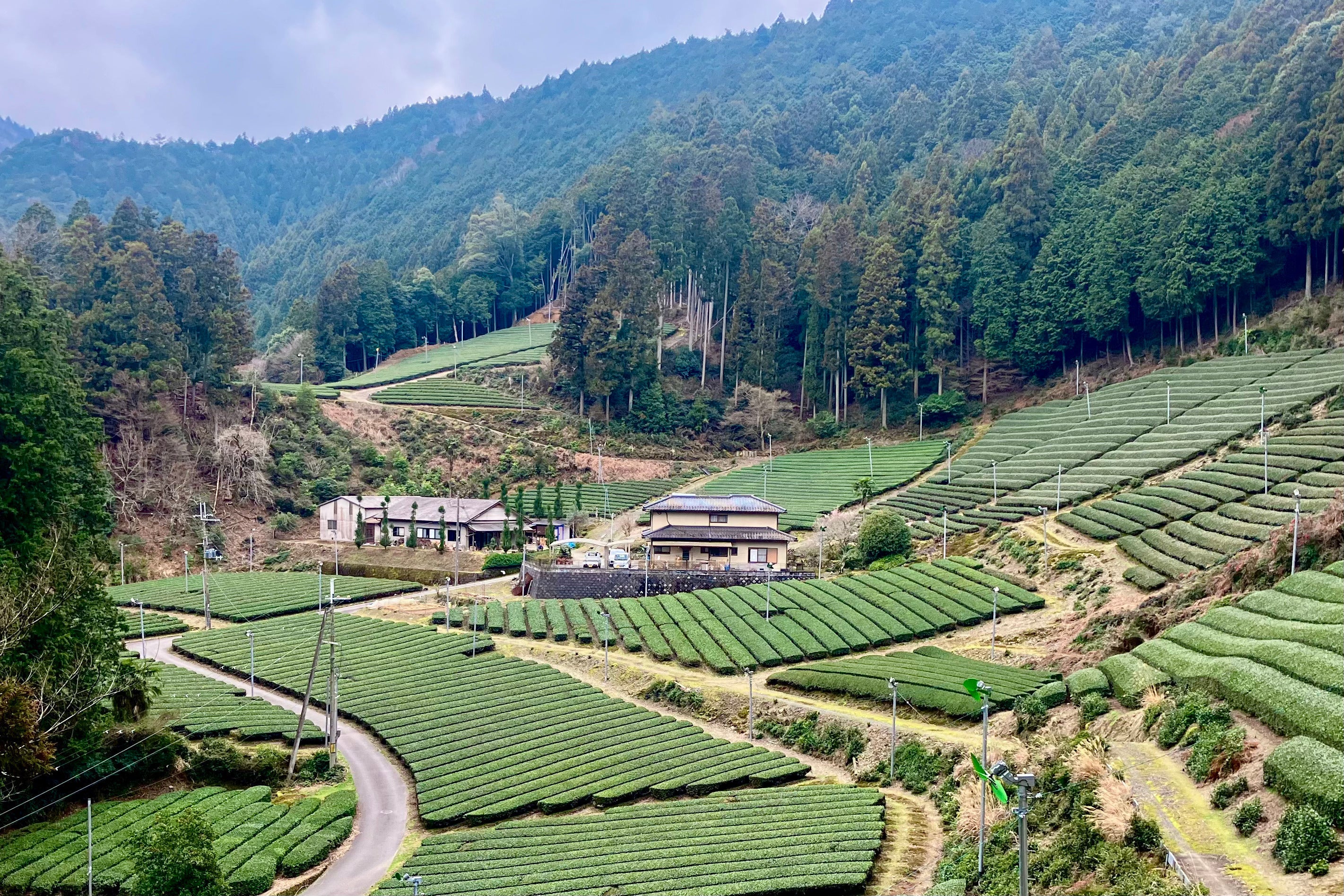 産地紹介 / 滋賀県甲賀市（朝宮茶）/「武田製茶農場 美谷茶園」武田達生さん