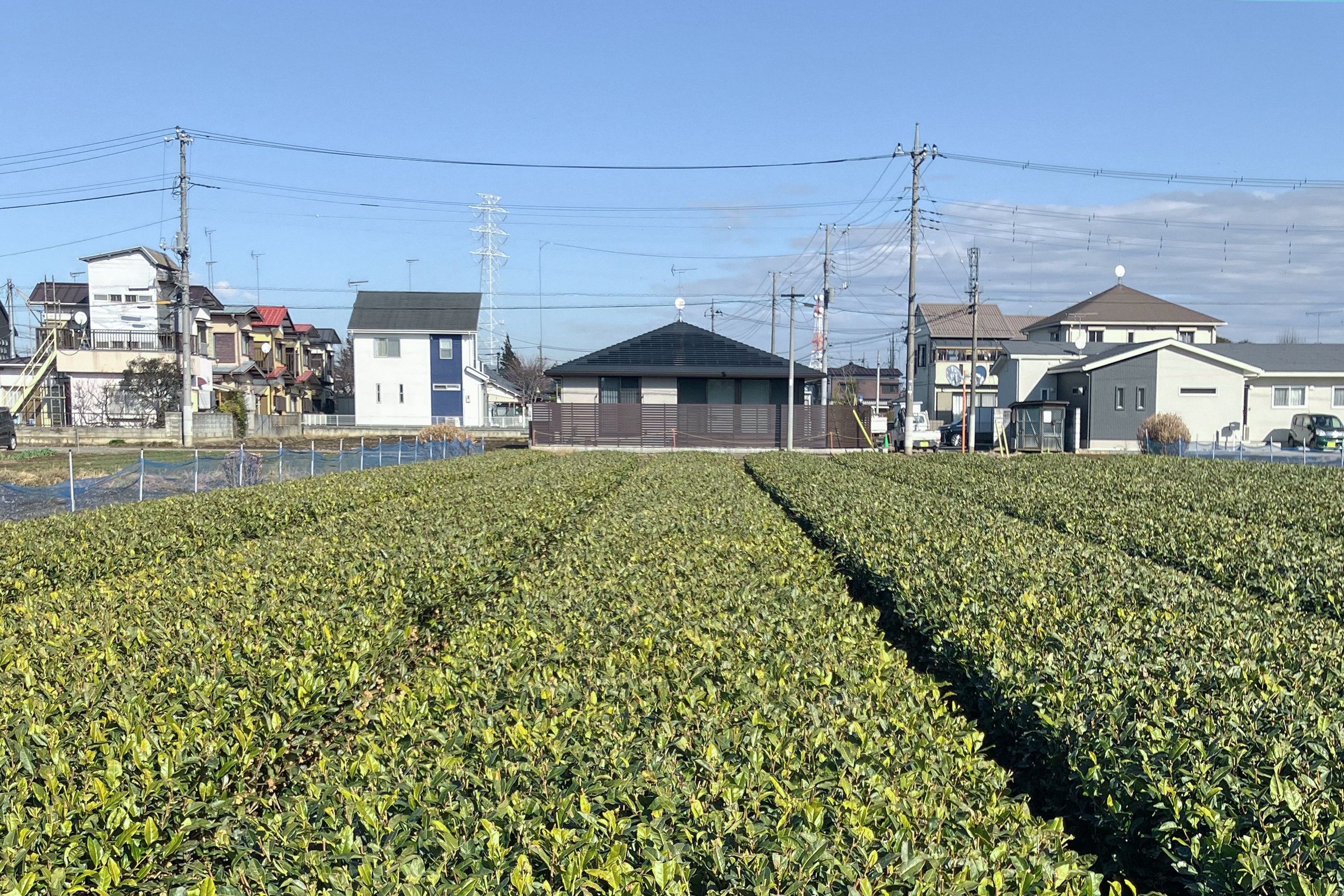 産地紹介 / 茨城県古河市（さしま茶） /「𠮷田茶園」𠮷田正浩さん